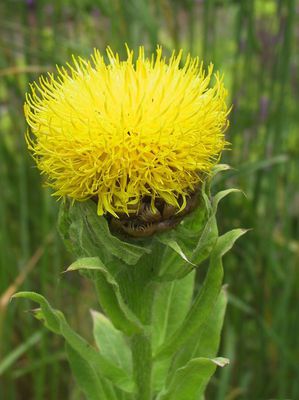 Centaurea macrocephala