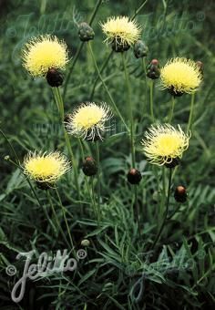 Centaurea ruthenica, Staude, Pppel