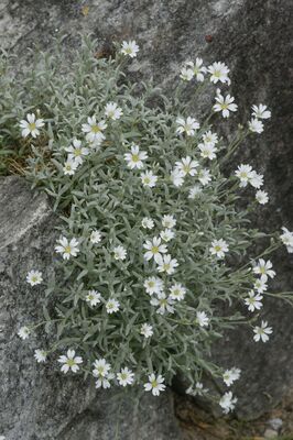 Cerastium tomentosum, Hornkraut