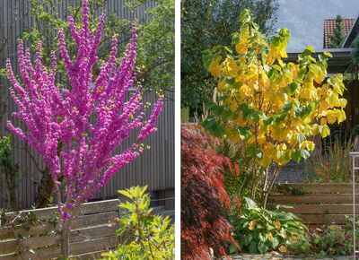 >Pflanz uns! Sieben Judasb�ume erz�hlen, warum sie in deinen Garten geh�ren