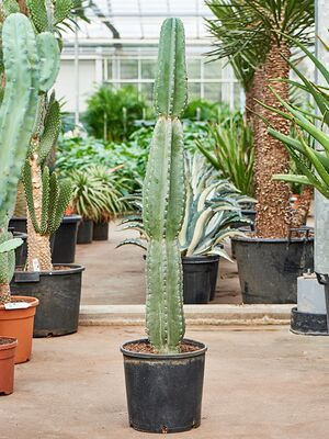 Cereus jamacaru, im 30cm Topf, Hhe 120cm, Breite 20cm