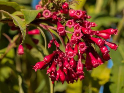 Der Hammerstrauch Cestrum elegans - pflanzen, pflegen, überwintern
