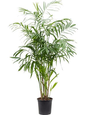 Chamaedorea seifrizii, Busch, im 24cm Topf, Hhe 120cm, Breite 75cm