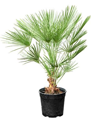 Chamaerops humilis, Busch, im 30cm Topf, Hhe 90cm, Breite 65cm