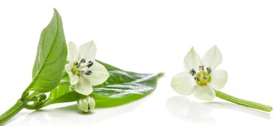 >Meine Chili bl�ht nicht: Ursachen, richtige Pflege und fr�he Sorten
