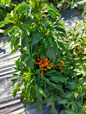 Chili, Hot Surprise Buschy, Capsicum annuum Chili, Hot Surprise Buschy, Capsicum annuum