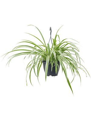 Chlorophytum comosum 'Vittatum', Ampel, im 19cm Topf, Hhe 60cm, Breite 50cm