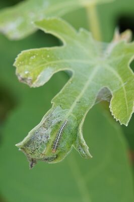 Choreutis nemorana, Schaden, Spreizflgelfalter, Schdling an Feige