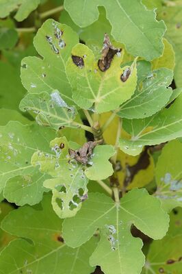 Choreutis nemorana, Schaden, Spreizflgelfalter, Schdling an Feige