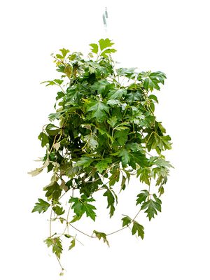 Cissus rhombifolia 'Ellen Danica', Ranker, im 17cm Topf, Höhe 40cm, Breite 35cm