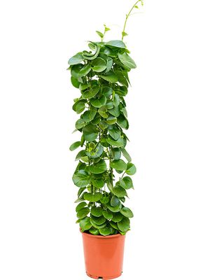 Cissus rotundifolia, Säule, im 24cm Topf, Höhe 120cm, Breite 30cm
