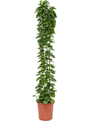 Cissus rotundifolia, Säule, im 27cm Topf, Höhe 160cm, Breite 35cm