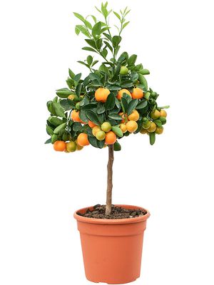 Citrus (Citrofortunella) calamondin, Stamm, im 18cm Topf, Hhe 55cm, Breite 30cm