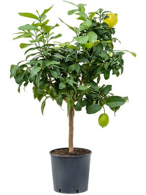 Citrus (Citrofortunella) lemon, Stamm, im 22cm Topf, Hhe 75cm, Breite 45cm