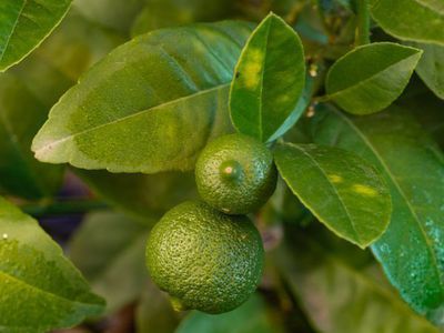 Citrus aurantifolia - die mexikanische Limette