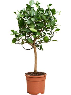 Citrus aurantifolia 'Green lime', Stamm, im 21cm Topf, Hhe 65cm, Breite 35cm