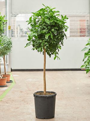 Citrus aurantifolia 'Lima Rossa', Stamm, im 38cm Topf, Hhe 170cm, Breite 60cm