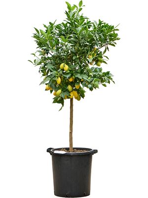 Citrus aurantifolia 'Limequat', Stamm, im 38cm Topf, Hhe 170cm, Breite 60cm