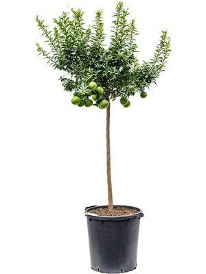 Citrus aurantium 'Chinotto', Stamm, im 38cm Topf, Hhe 160cm, Breite 65cm