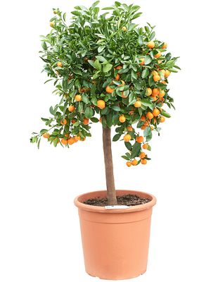 Citrus calamondin, Stamm, im 38cm Topf, Hhe 160cm, Breite 65cm