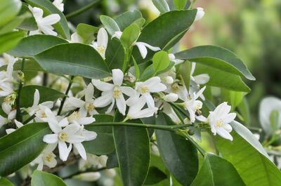 >Zitrus im Herbst: Tipps f�r eine reiche Bl�te im n�chsten Jahr