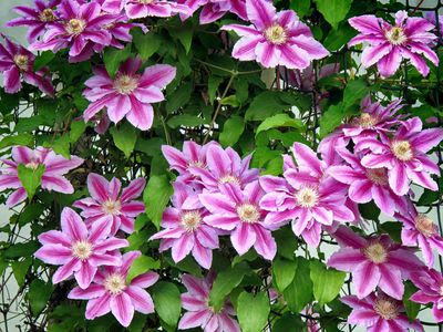 Clematis Unterpflanzung: diese Gewchse sorgen fr kalte Fe