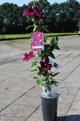 Waldrebe 'Rouge Cardinal' im 2 L Topf