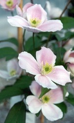 Clematis, Waldrebe 'Tetrarose'