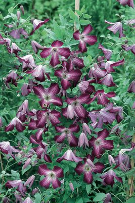 Clematis, Waldrebe 'Walenburg'