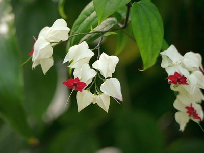 Clerodendrum thomsoniae - der kletternde Losbaum