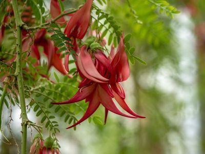 Der Papageienschnabel Clianthus puniceus - Blütenexotik aus Neuseeland