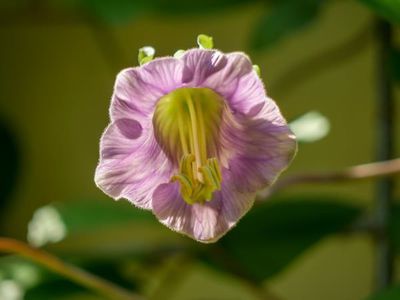 Die Glockenwinde cobaea scandens - schneller Kletterer mit schönen Blüten