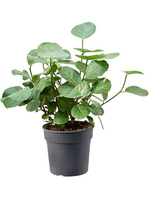 Coccoloba uvifera, Busch, im 30cm Topf, Hhe 75cm, Breite 65cm