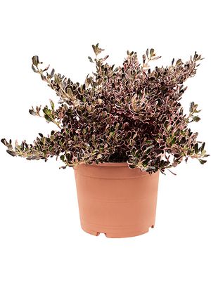 Coprosma repens 'Pacific Sunrise', Busch, im 21cm Topf, Hhe 50cm, Breite 35cm