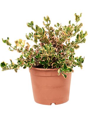 Coprosma repens 'Pink Splendor', Busch, im 21cm Topf, Hhe 35cm, Breite 30cm