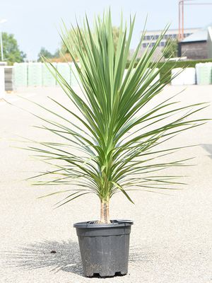 Cordyline australis 'Peko', im 30cm Topf, Hhe 125cm, Breite 60cm