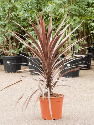 Cordyline australis 'Red Star', im 24cm Topf, Hhe 85cm, Breite 65cm