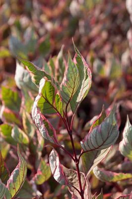 Cornus alba 'Miracle', Hartriegel, XXL Pflanzen, Hinrichs