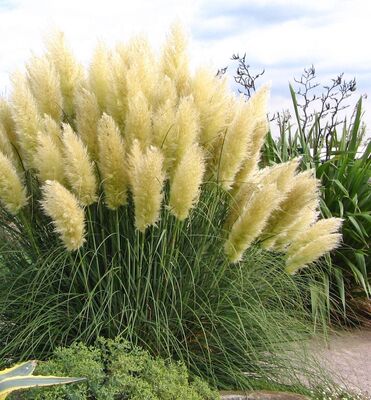 Cortaderia selloana 'Sunningdale Silver'