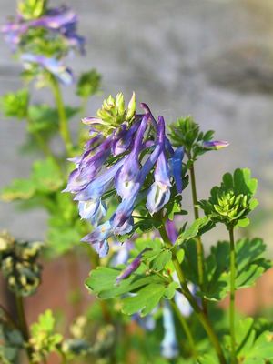 Corydalis flexuosa 'Purple Leaf', Lerchensporn 'Purple Leaf'