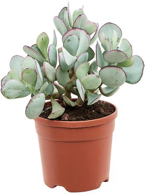 Cotyledon orbiculata, Verzweigt, im 21cm Topf, Hhe 50cm, Breite 30cm