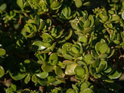 Einen Geldbaum pflanzen - Pflanz- und Pflegetipps für Crassula ovata