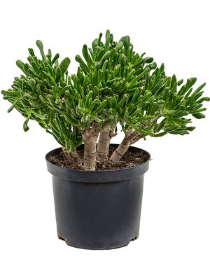 Crassula ovata 'Horntree', im 23cm Topf, Höhe 50cm, Breite 35cm