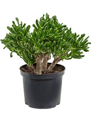 Crassula ovata 'Horntree', im 23cm Topf, Hhe 50cm, Breite 35cm