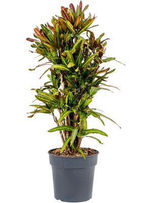 Croton (Codiaeum) variegatum 'Mammi', Verzweigt, im 27cm Topf, Höhe 100cm, Breite 40cm