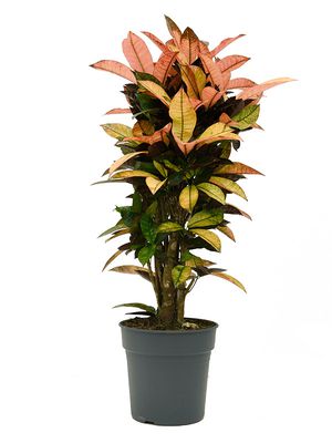 Croton (Codiaeum) variegatum 'Mrs. Iceton', Verzweigt, im 27cm Topf, Höhe 95cm, Breite 40cm
