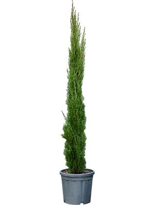 Cupressus sempervirens 'Totem', Piramide, im 30cm Topf, Hhe 160cm, Breite 40cm