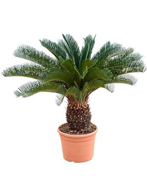 Cycas revoluta (80-90), Stamm (20-30), im 27cm Topf, Hhe 85cm, Breite 50cm