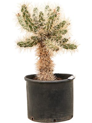 Cylindropuntia tunicata, Verzweigt, im 30cm Topf, Hhe 70cm, Breite 70cm