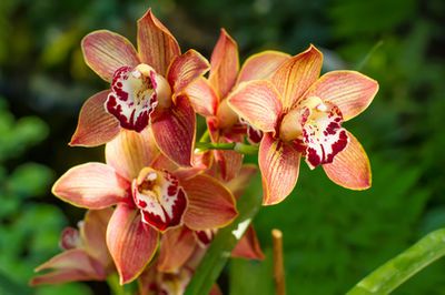 Cymbidium Pflege: So bringen Sie die Orchidee zum Bl&uuml;hen!